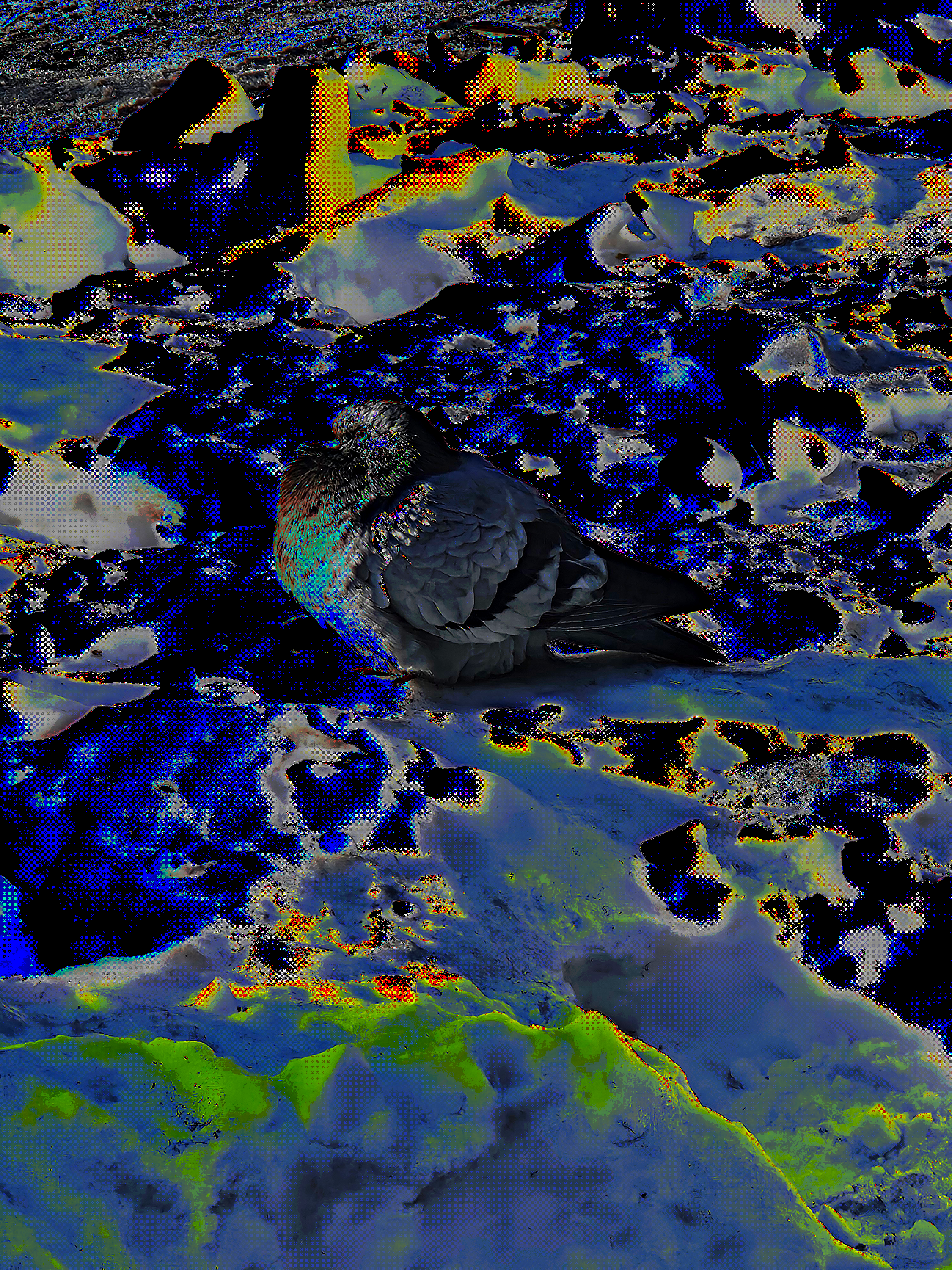 Photograph of pigeon sitting in the snow